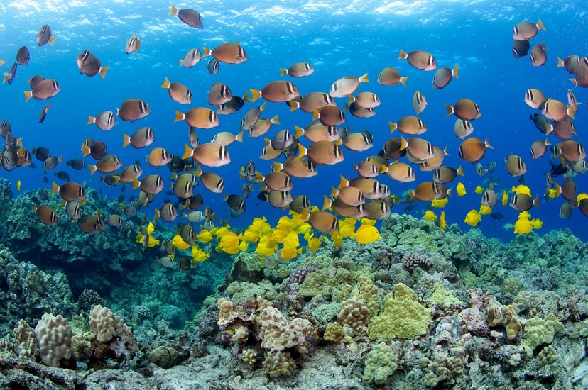 Schools of brightly colored tropical fish swim among coral reefs in the clear waters of Hawaii.