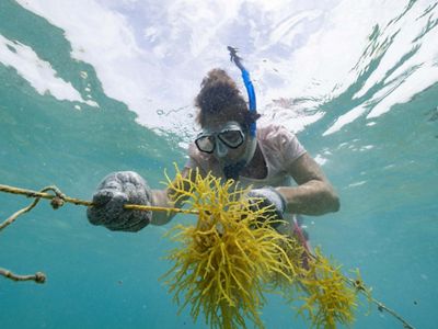 A snorkeler examines a strand of seaweed.