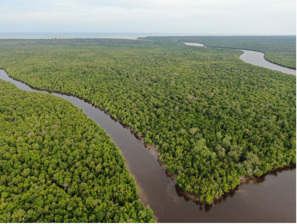 Aerial view of mangroves with river cutting through.